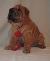 preturi-reduse-pui-shar-pei