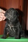 crescator-vand-pui-shar-pei-extra-ridati