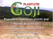 Plante-goji-de-calitate-livrate-cu-certificat-de-calitate